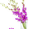 dendrobiums