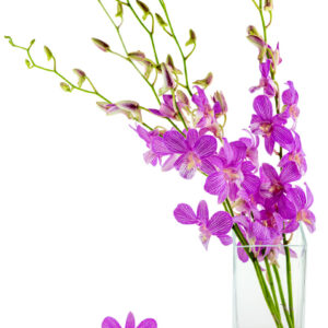 dendrobiums