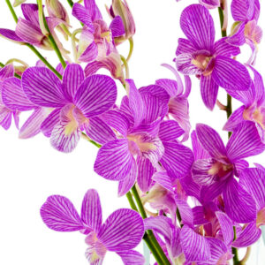 Candy Stripe Dendrobiums