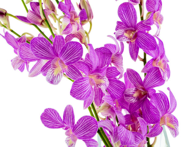 Candy Stripe Dendrobiums - Image 2