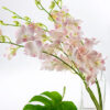 Erika Dendrobiums