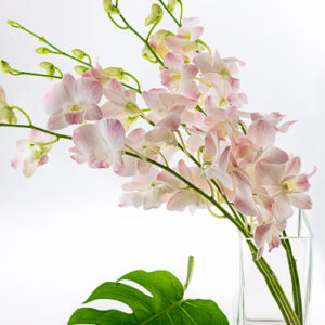 Erika Dendrobiums