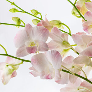 Erika Dendrobiums