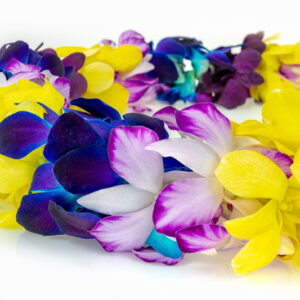 Leis Festival
