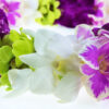 Leis Rainbow - Image 2