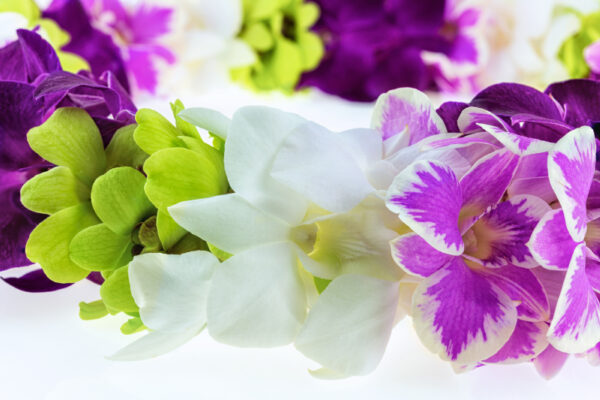 Leis Rainbow - Image 2