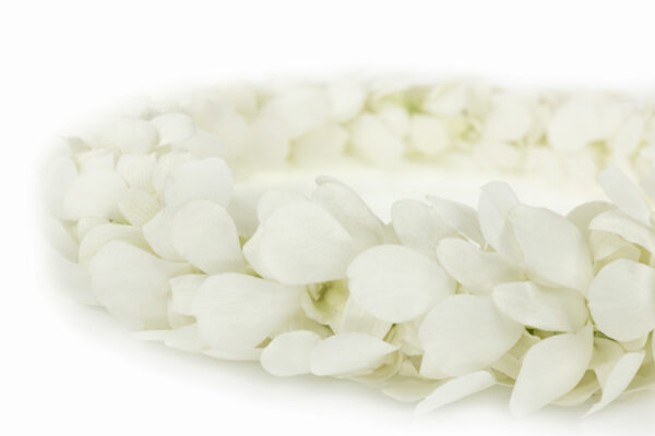 Leis White - Image 2