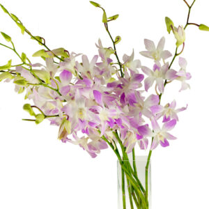 dendrobiums