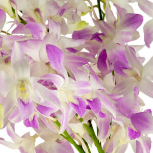 Miss Thailand Dendrobiums