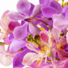 orchid flowers