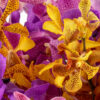 Mokaras Medley - Image 4