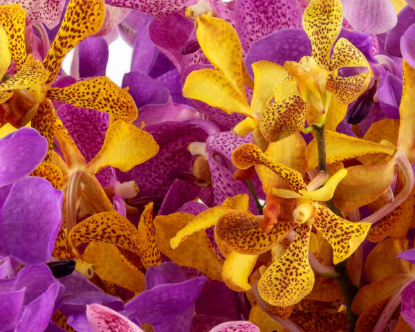 Mokaras Medley - Image 4