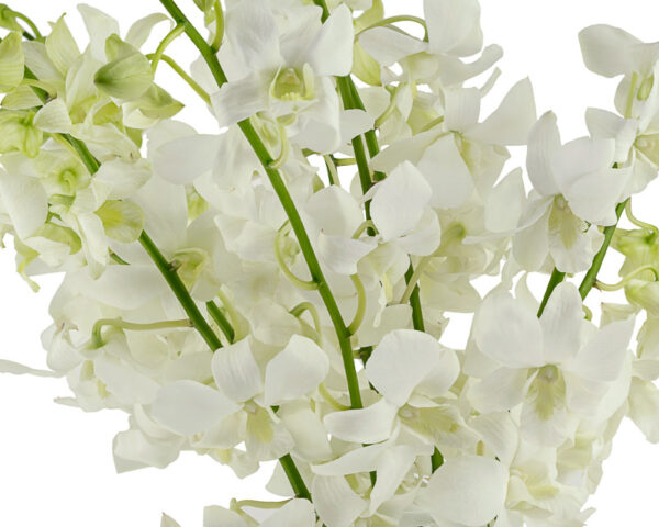 Sanan White Dendrobiums - Image 2