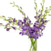 Siam Blue Dendrobiums