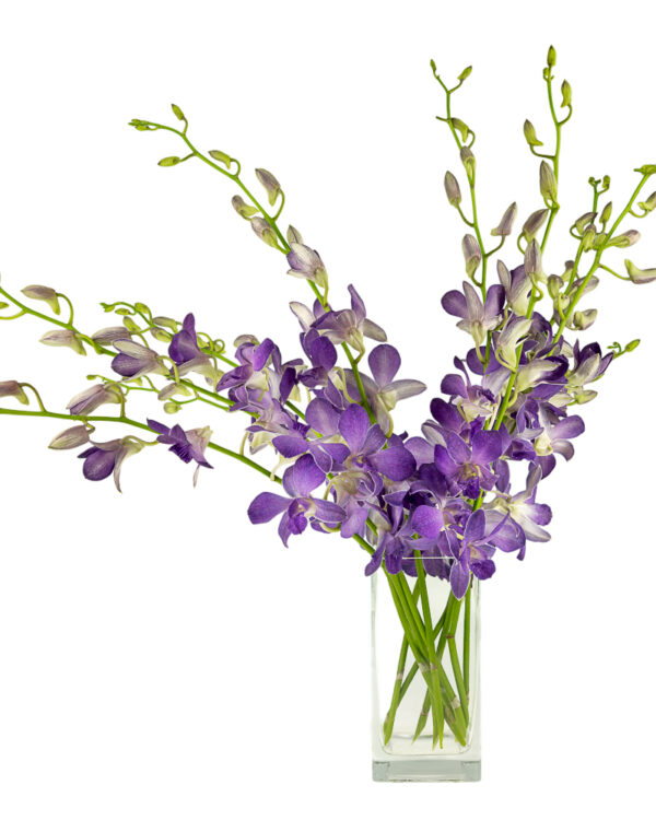 Siam Blue Dendrobiums