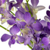 Siam Blue Dendrobiums - Image 2