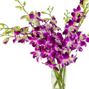 Sonia Dendrobiums