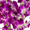 Sonia Dendrobiums - Image 2