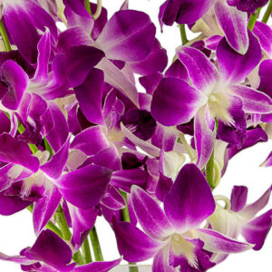 Sonia Dendrobiums