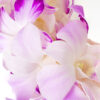 Leis Splash - Image 3