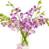 Spray Pink Dendrobiums