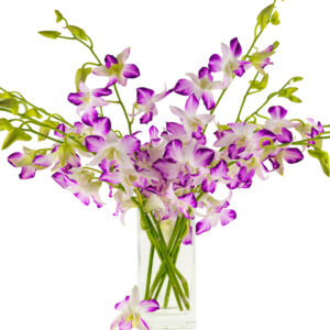 Spray Pink Dendrobiums
