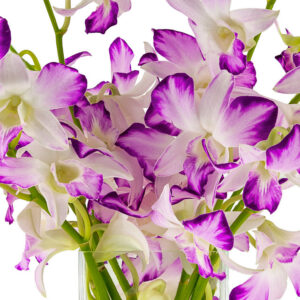 Spray Pink Dendrobiums