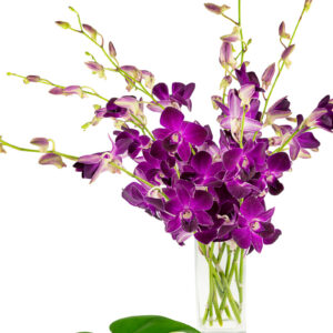 RedBull Dendrobiums
