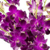 RedBull Dendrobiums - Image 2