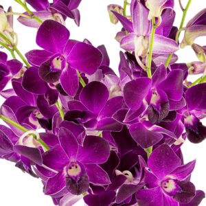 RedBull Dendrobiums