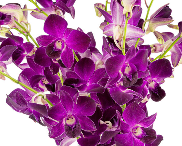 RedBull Dendrobiums - Image 2