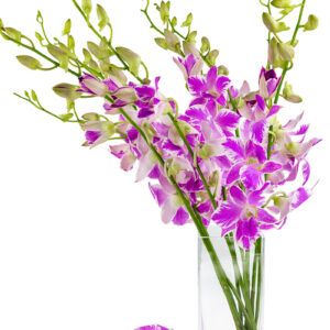 Pink Splash Dendrobiums