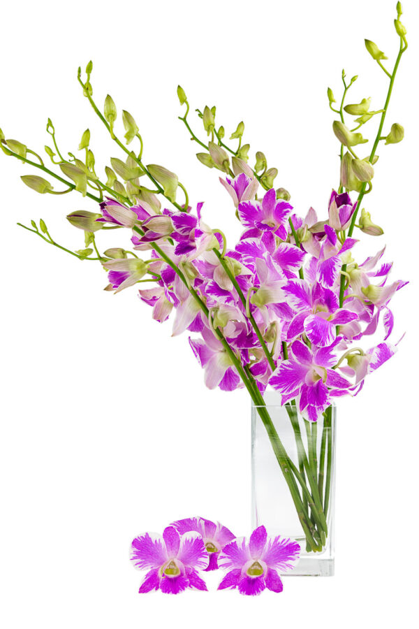 Pink Splash Dendrobiums