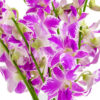 Pink Splash Dendrobiums - Image 2
