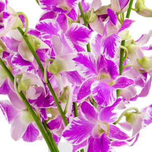 Pink Splash Dendrobiums