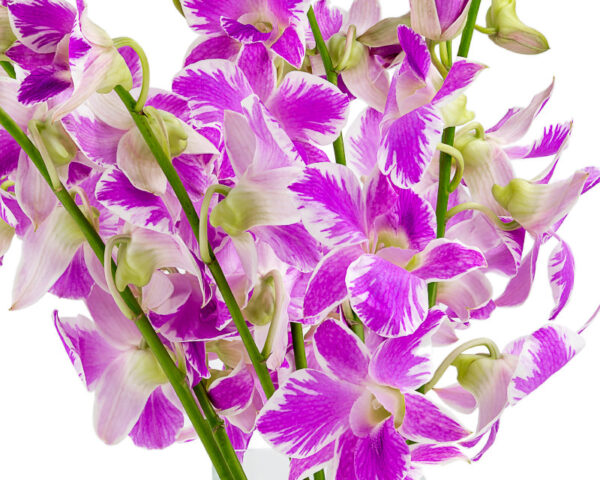 Pink Splash Dendrobiums - Image 2