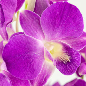 Lovely Pink Dendrobiums