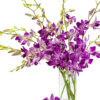 Marble Dendrobiums