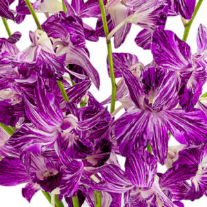 Marble Dendrobiums