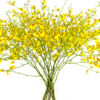 Oncidium Golden Showers