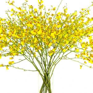 Oncidium Golden Showers