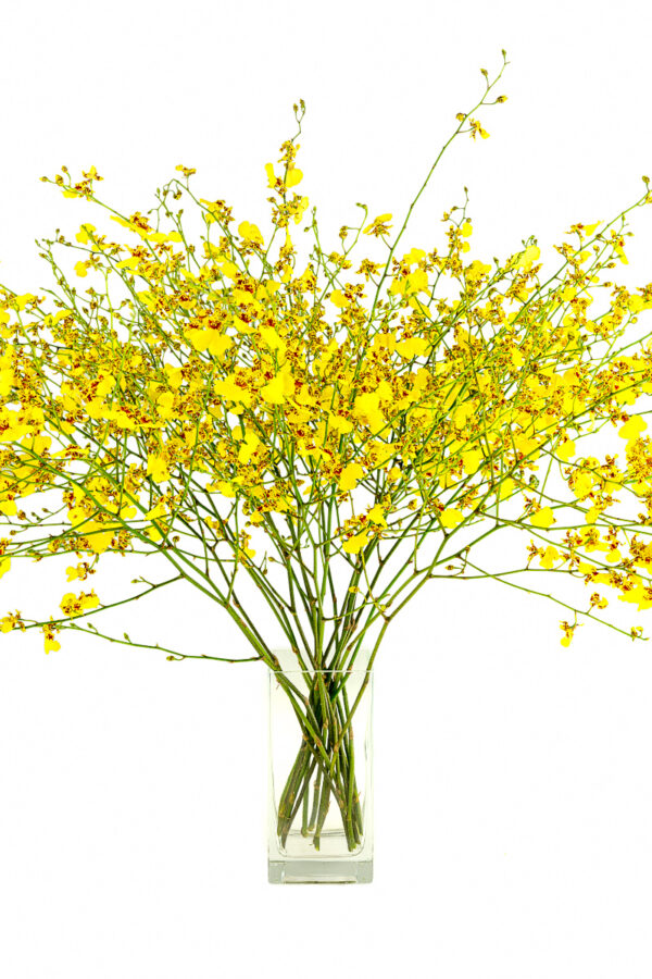 Oncidium Golden Showers