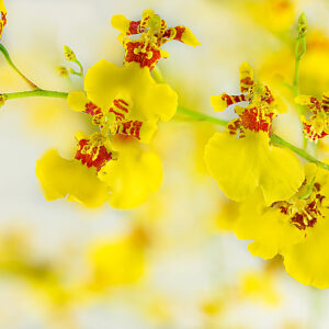 Oncidium Golden Showers
