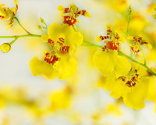 Oncidium Golden Showers - Image 2