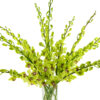 Burana Jade Dendrobiums