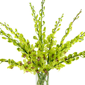 Burana Jade Dendrobiums
