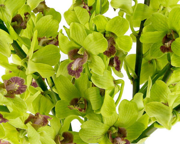 Burana Jade Dendrobiums - Image 2