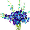 Sapphire Blue Dendrobiums
