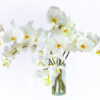 Phalaenopsis Orchids White (6 Stems)