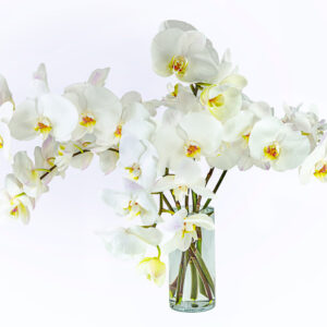 Phalaenopsis Orchids White (6 Stems)
